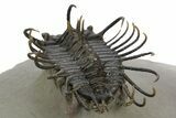 Spiny Koneprusia Trilobite - Foum Zguid, Morocco #353077-4
